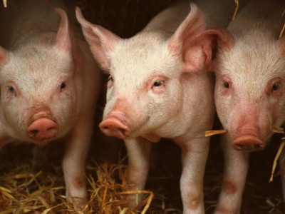Dlaczego pożyczki dla producentów trzody zostały wstrzymane?