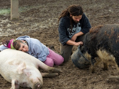 Chcieli pomóc świniom, zalewają ich donosy. Monikę przygniata hejt