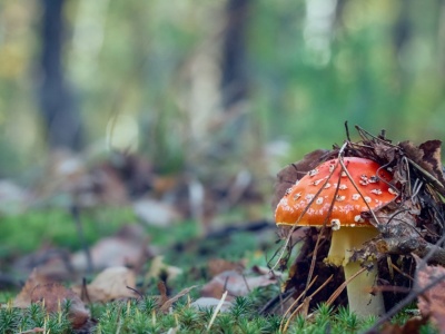 Moda na trujące grzyby nie ustaje. Do szpitala trafiają dziesiątki osób