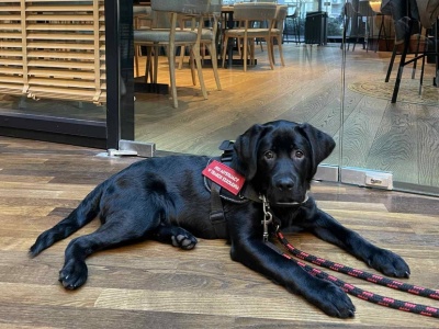 Wyprosili go z restauracji w Varso Tower z psem szkolonym na przewodnika. 