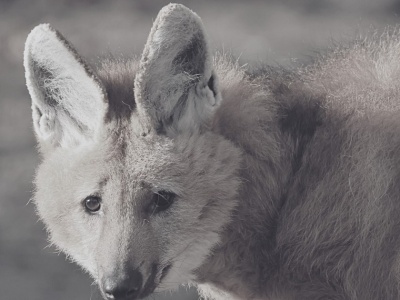 Wielki smutek w gdańskim zoo. Odszedł wyjątkowy podopieczny. 
