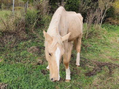 Od lat pomagają zwierzętom na Warmii i Mazurach. Teraz walczą o życie chorej klaczy Scarlet