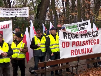 Polscy plantatorzy tytoniu protestują przeciwko planom WHO i UE. Ostrzegają, że nowe regulacje mogą doprowadzić do likwidacji całego sektora