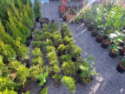 „Drzewko za makulaturę” w Gorzkowicach. Ponad 2 tony zebranych surowców wtórnych!