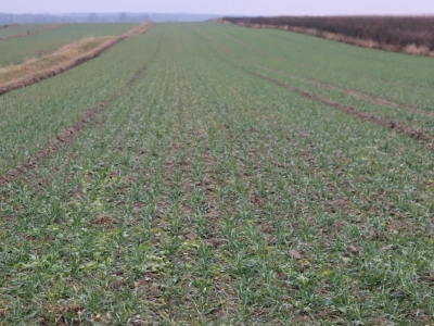 Zadbaj o swój spokój – ubezpiecz swoje uprawy