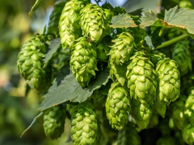 Nie tylko polski tytoń ma kłopoty. Chmielarze też przewidują upadek branży