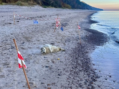 Młoda foka na plaży w Pobierowie. Potrzebowała pomocy
