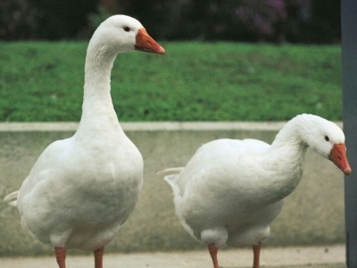 Dlaczego gęsina jest na świętego Marcina? Nie każdy zna tę legendę