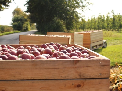 Sadowniku, policja patrzy. Jak uniknąć mandatu za ciągnik?