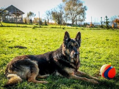 Laki - magiczny pies, który czeka na swój dom