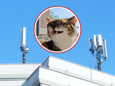 Mieszkańcy boją się masztu 5G. Nawet kot stoi po ich stronie. 