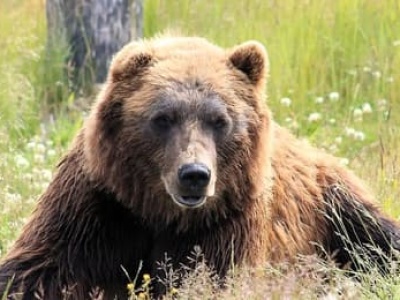 Słowacja zabiła już 180 niedźwiedzi brunatnych. Robi to wbrew prawu