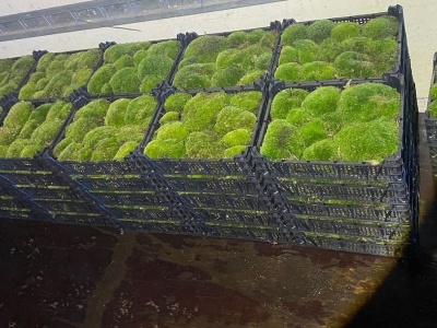 Przyłapali go na gorącym uczynku. Nielegalnie wywiózł z lasu 53 skrzynki