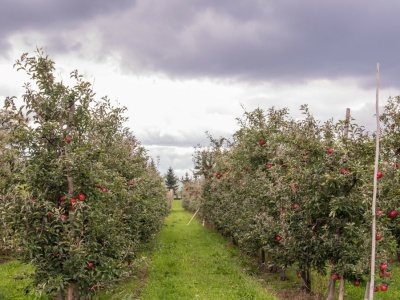 Rolnicy zapłacą VAT za popularne samozbiory? Jest odpowiedź resortu