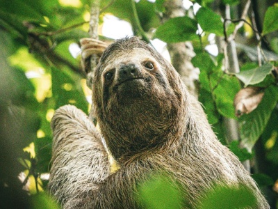 Gdy te giganty zniknęły, natura przestała działać normalnie. Skutki widać do dziś