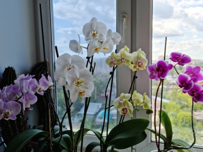 Zamiast do śmietnika, wrzuć do storczyka. Ten domowy nawóz działa cuda