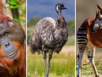 Dzieci znają odpowiedź, dorośli się mylą! Na jakim kontynencie żyją te zwierzęta?