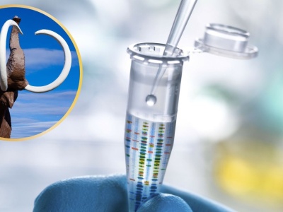 Chcą przywrócić do życia mamuta. Właśnie kupili firmę klonującą psy gwiazd