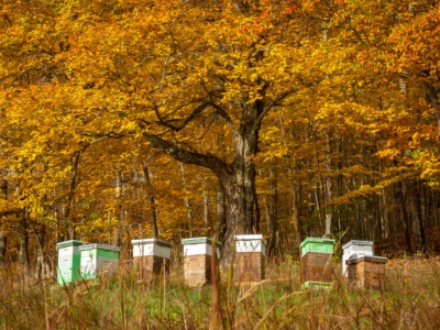 Co pszczoły robią w listopadzie, czyli jesień w pasiece
