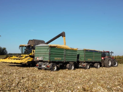 Kukurydza z wolna dosycha i nie tanieje. Jakie ceny zbóż?