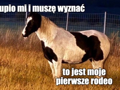 Chojnów: policja pół nocy szukała właściciela konia, który biegał przy autostradzie