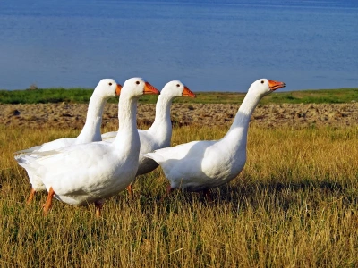 Wysłała gęś pocztą. Prokuratura domaga się kary