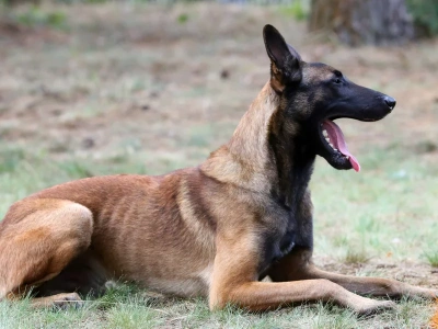 Wiadomo, co z psami, które zagryzły 46-latka. 