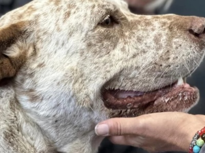 Pancho. Pies, który zmartwychwstał.