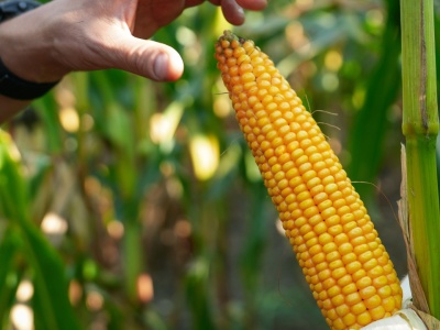 Dobre plony i niska wilgotność ziarna – najnowsze odmiany kukurydzy w ofercie Osadkowskiego