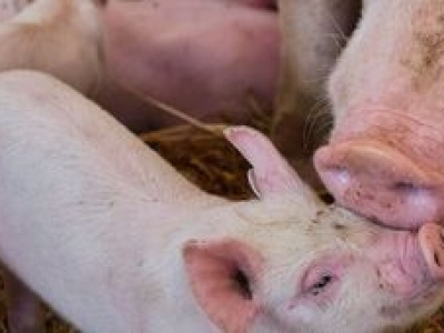 Optymalny rozwój trzody chlewnej dzięki odpowiedniemu żywieniu