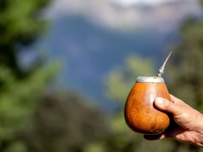 Właściwości yerba mate