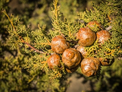 Posadź zamiast tui. Jest ładniejszy i bardziej elegancki