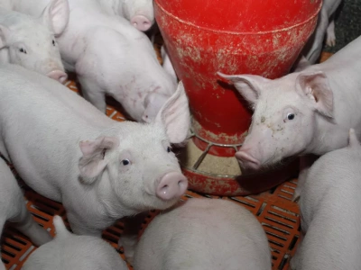 Import prosiąt wzrósł o 5000 proc. Polska uzależniła się od jednego kraju