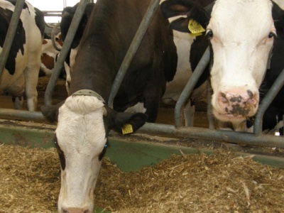 Czy spadające ceny mleka w skupie to skutek nadmiernego importu?