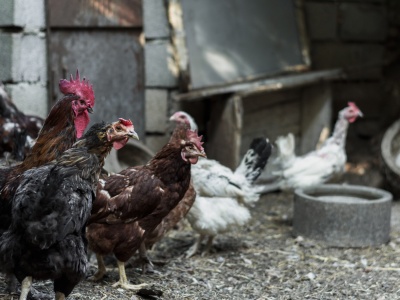 Ptasia grypa w regionie. Będą kontrole kurników