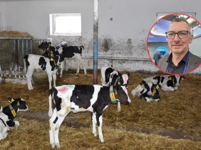 Brakuje cieląt, ceny rekordowe. Ile dziś rolnicy płacą za sztukę?