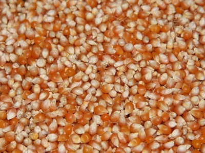 07.11.2025 Ceny skupu zbóż, kukurydzy, oleistych i strączkowych: mokra kukurydza od 380 zł/t