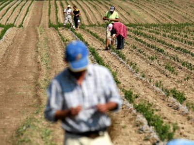Samozbiory pod okiem skarbówki. Rolnicy chcieli się ratować. Teraz zapłacą podatek VAT