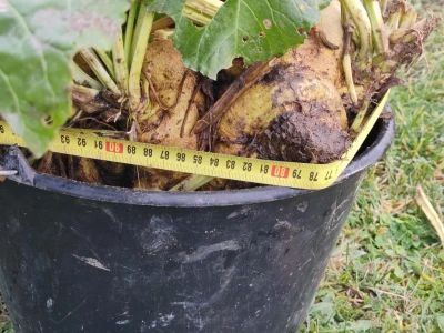 Gigantyczne buraki na Lubelszczyźnie