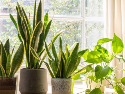 Ile zieleni w pomieszczeniu? Naukowcy: za dużo roślin może powodować stres