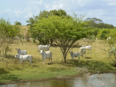 Brazylia stawia na zrównoważoną hodowlę bydła. Chce wrócić na rynki wołowiny premium