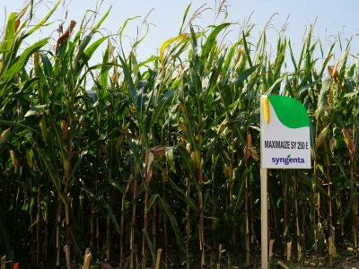 Nowe odmiany kukurydzy od Syngenty. Które dają najlepszy plon?