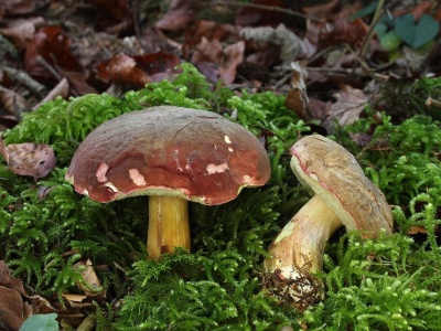 Ten grzyb pojawia się po pierwszych przymrozkach. Gdzie rośnie?