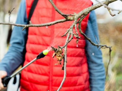 Ten oprysk działa jak tarcza. Zastosuj go, nim choroby zaatakują drzewa