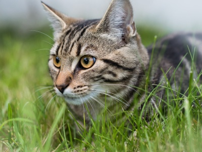 Jest apel o zaszczepienie kotów na wściekliznę