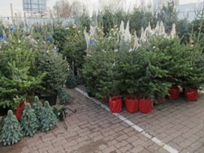 Choinki w marketach za 50 zł. Tak można się naciąć