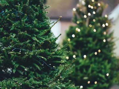 Ceny choinek w 2025 roku szokują. Polacy zapłacą więcej przed Bożym Narodzeniem