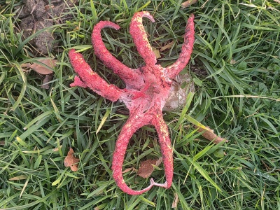 Palce Diabła w naszych lasach! Czytelniczka przesłała niezwykłe zdjęcia Okratka Australijskiego