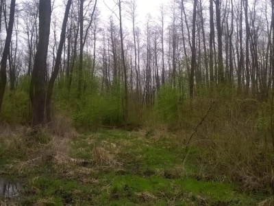 Na ratunek dla „amazońskiej puszczy” nad Nidą