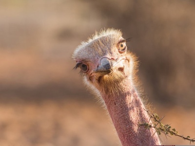 Strzelcy wyborowi zabili ponad 300 strusi. Na nic zdały się dramatyczne apele